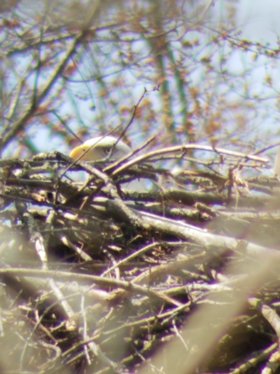 Bald Eagle - Heather Aubke