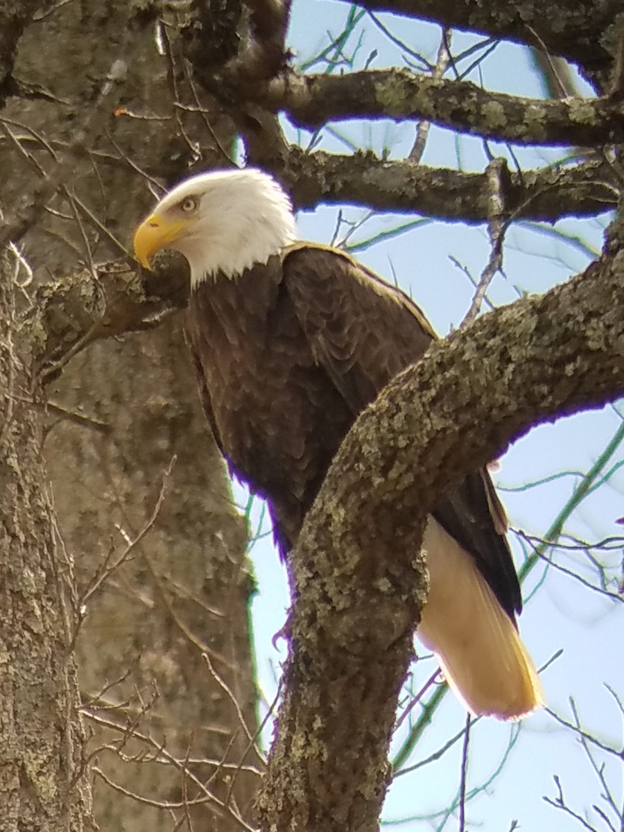 Bald Eagle - Heather Aubke