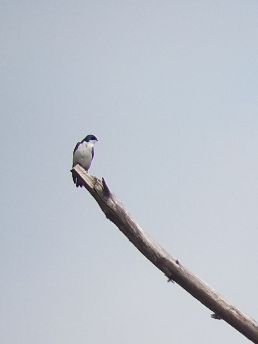 Golondrina Bicolor - ML319516921