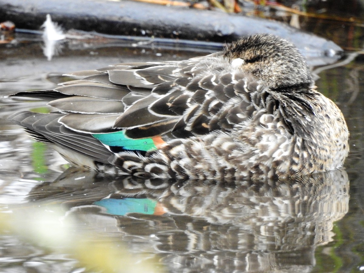 Green-winged Teal - ML319518411