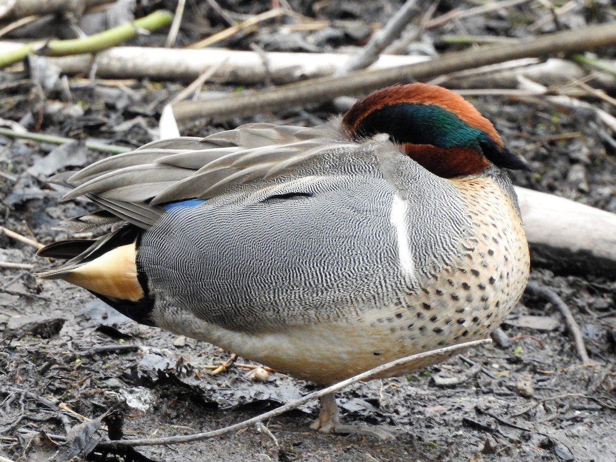Green-winged Teal - ML319518431