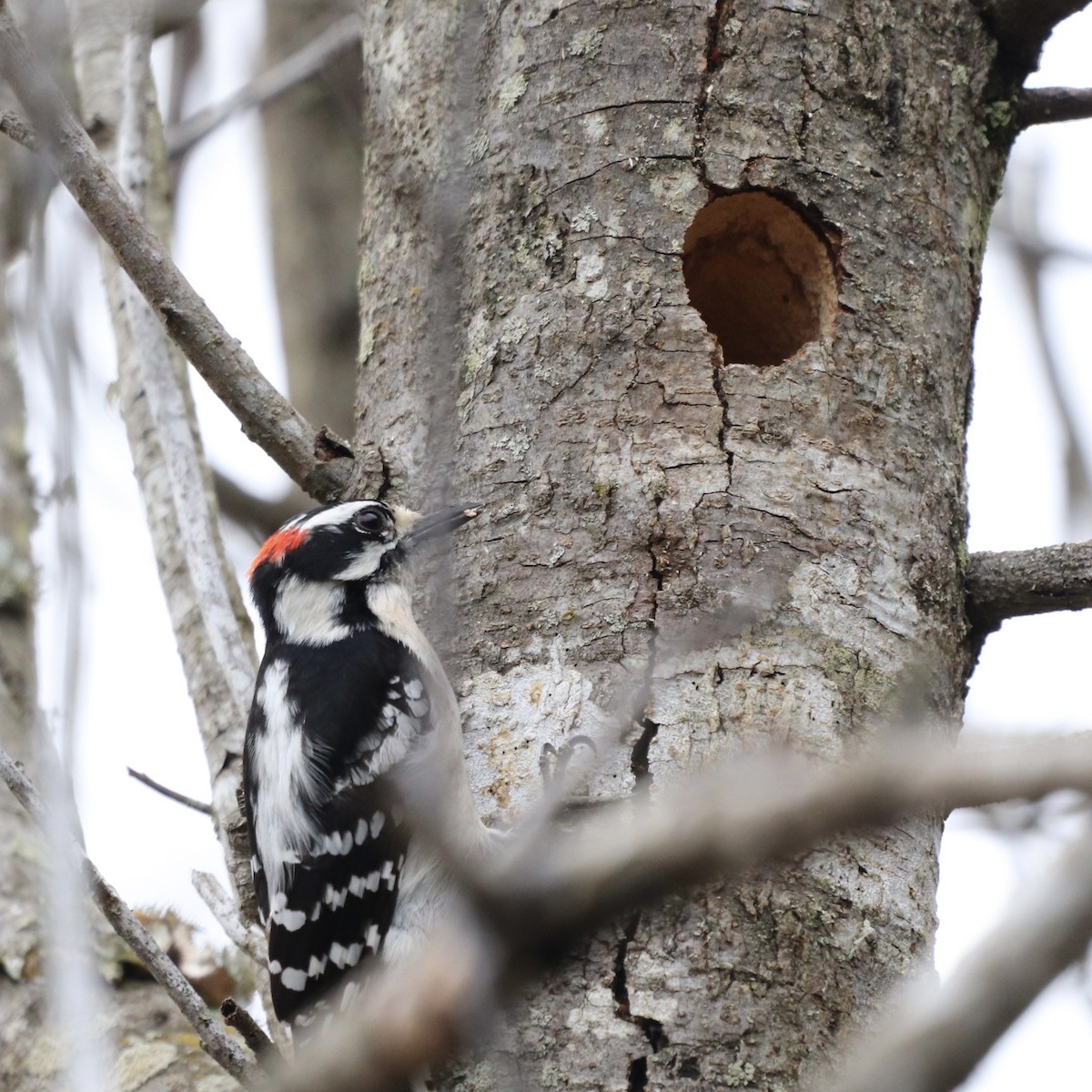 Downy Woodpecker - ML319519251
