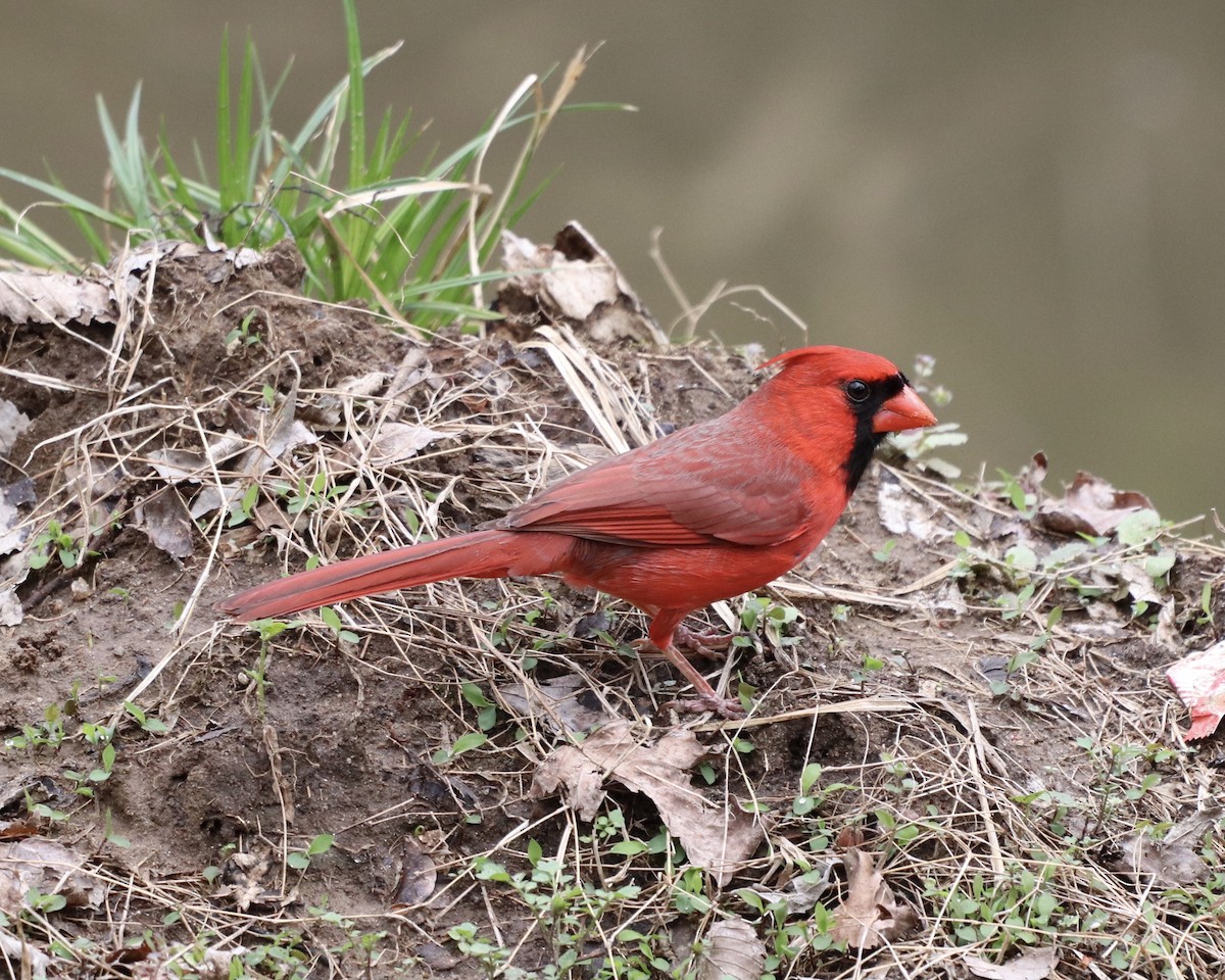 Northern Cardinal - ML319519321