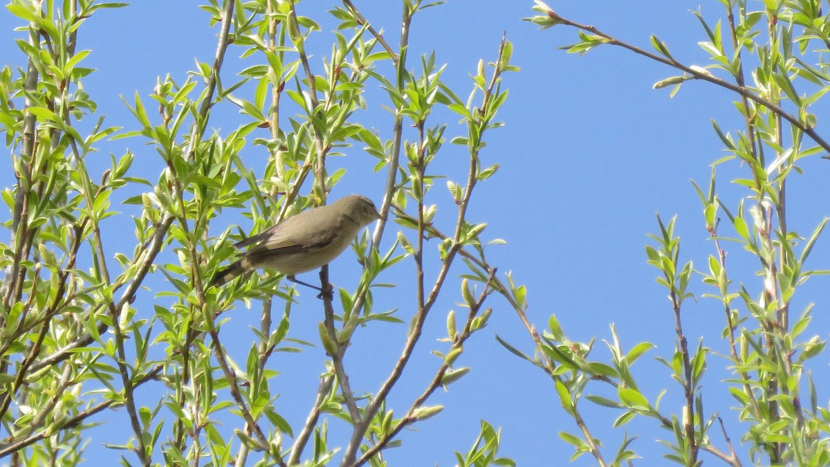 Mosquitero Común (grupo collybita) - ML319519431