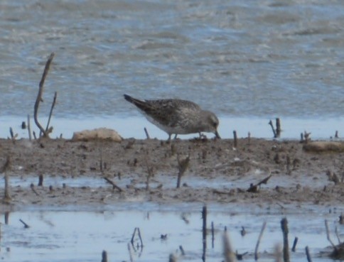 White-rumped Sandpiper - ML31952131