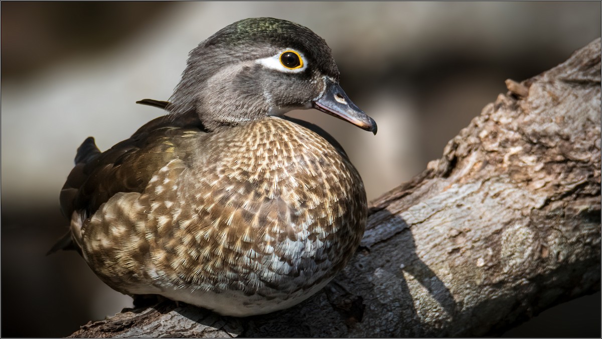 Wood Duck - Wesley Howie