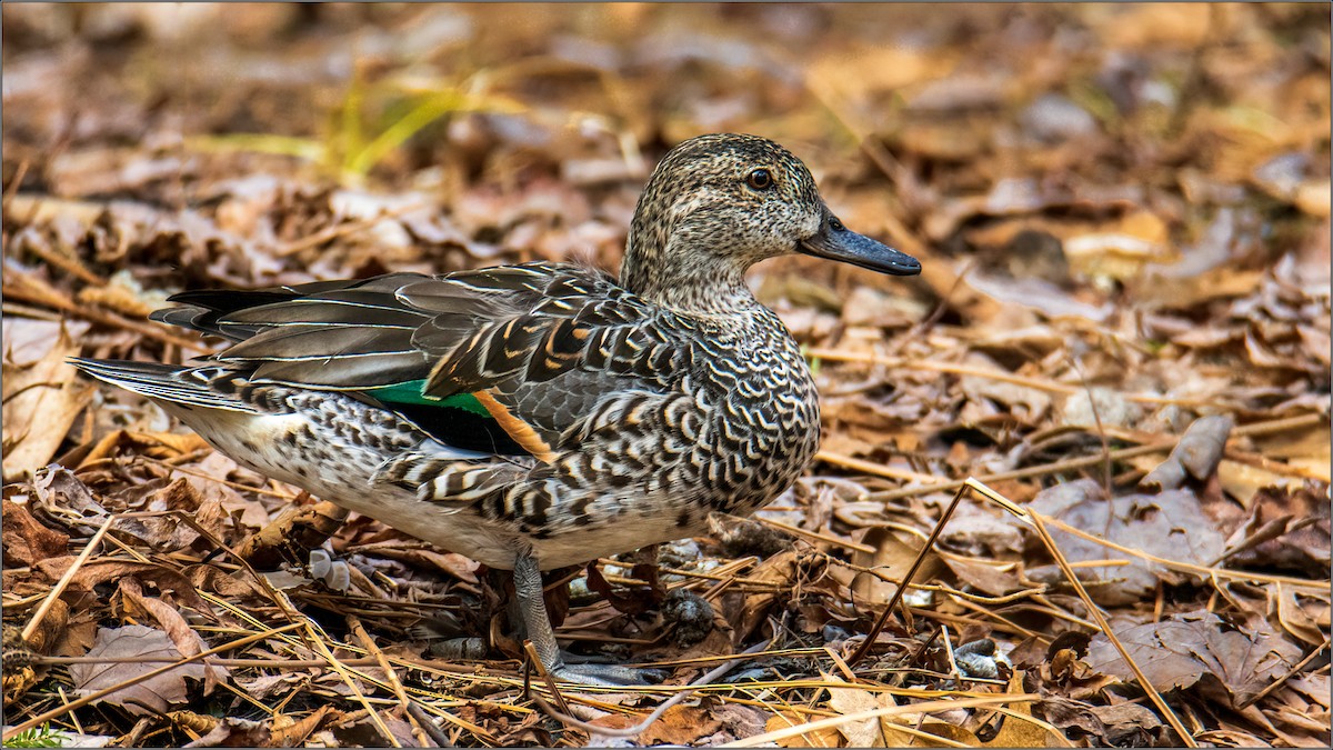 Green-winged Teal - Wesley Howie