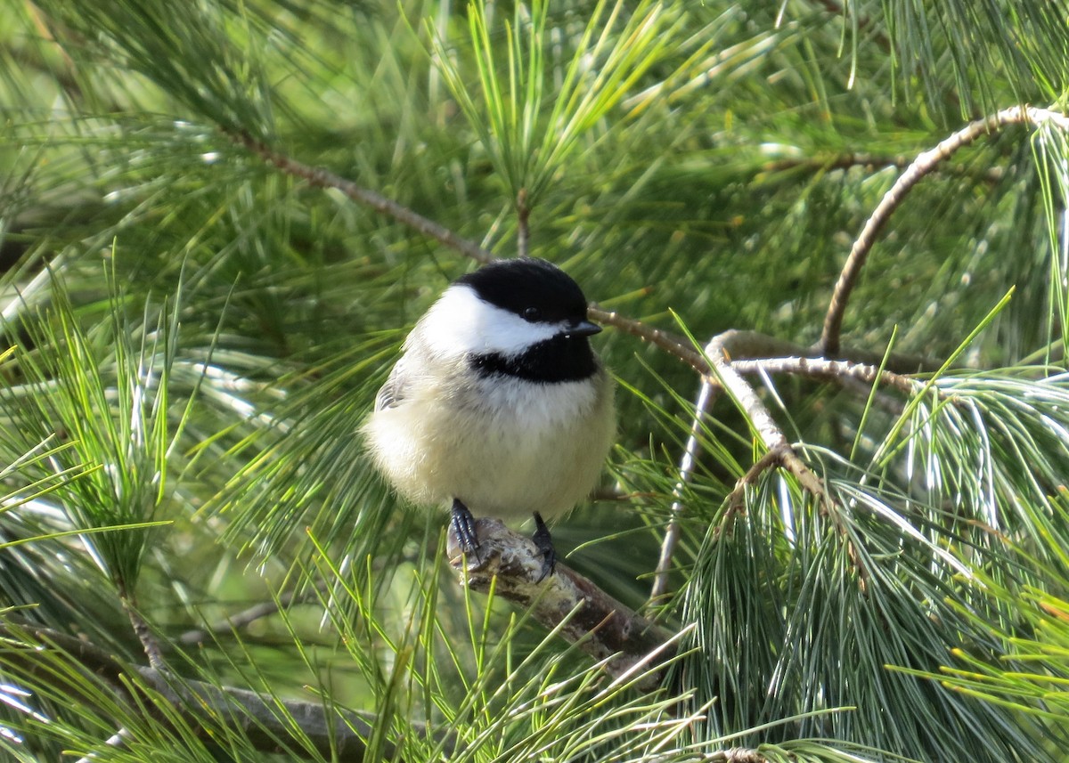 Black-capped Chickadee - Eleanor Ritchie