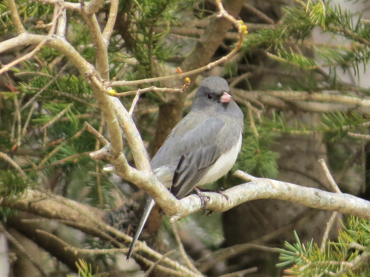 Junco Ojioscuro - ML319523551