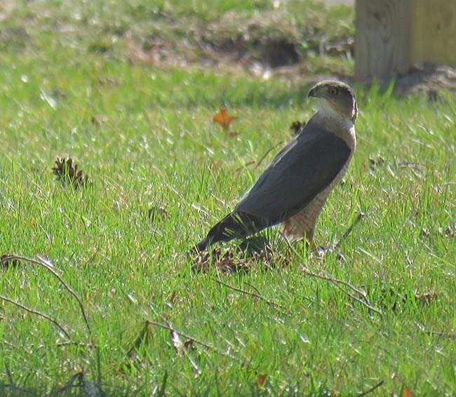 Cooper's Hawk - Nancy Anderson