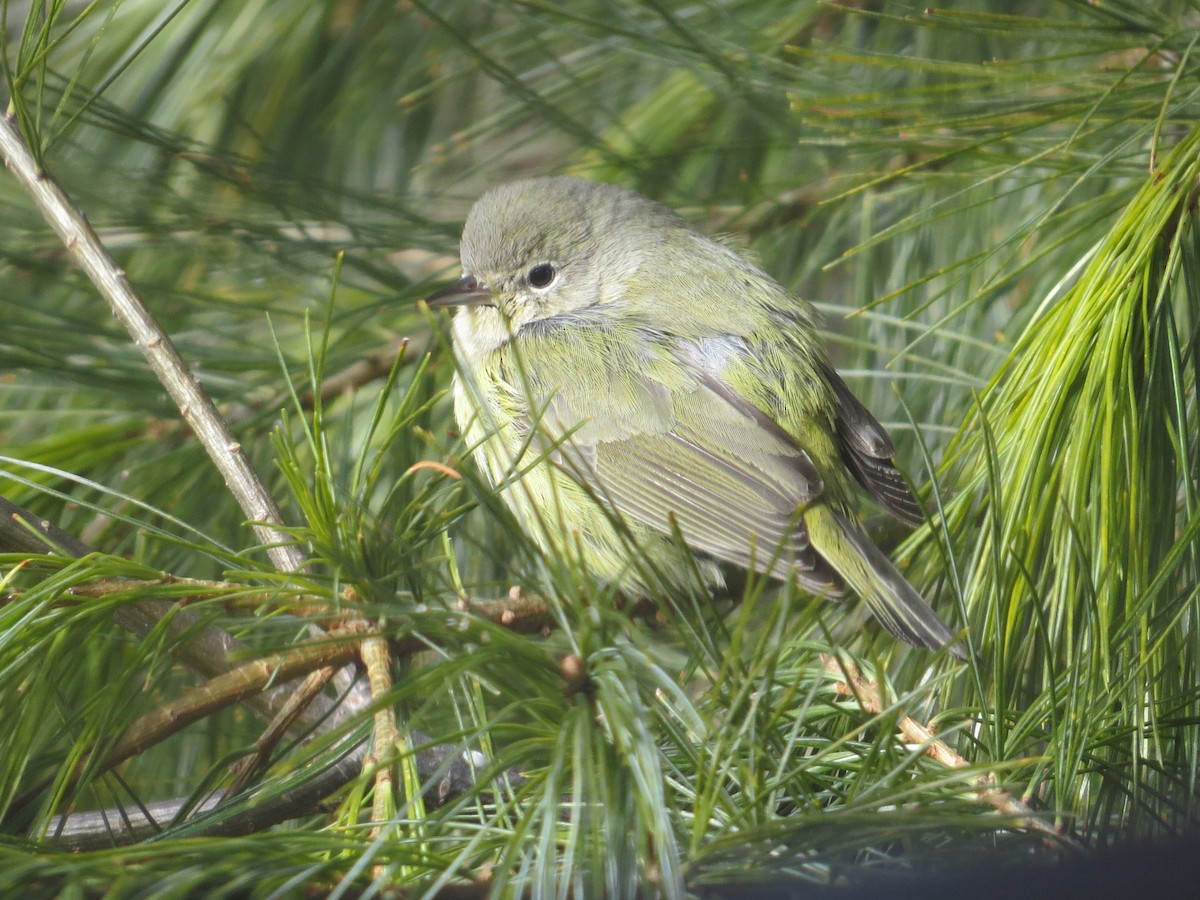 Orange-crowned Warbler - ML319523881