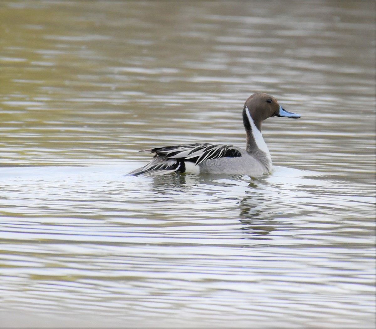 Northern Pintail - Gina Correa