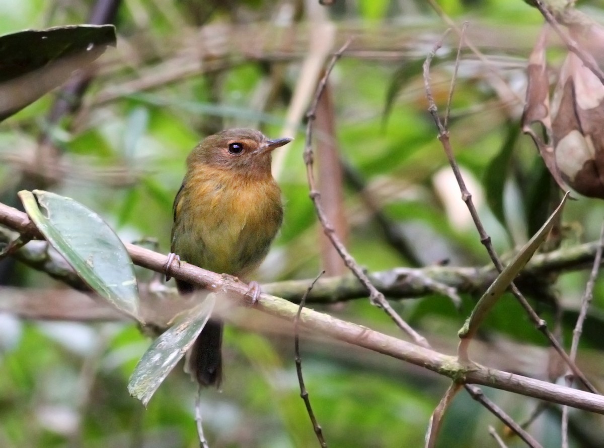 Cinnamon-breasted Tody-Tyrant - Andrew Spencer