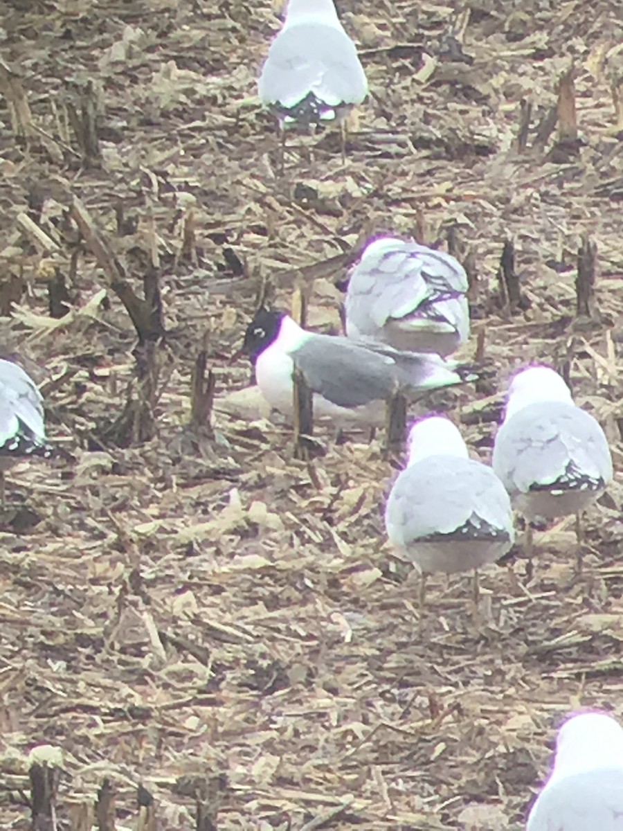 Franklin's Gull - ML319527551