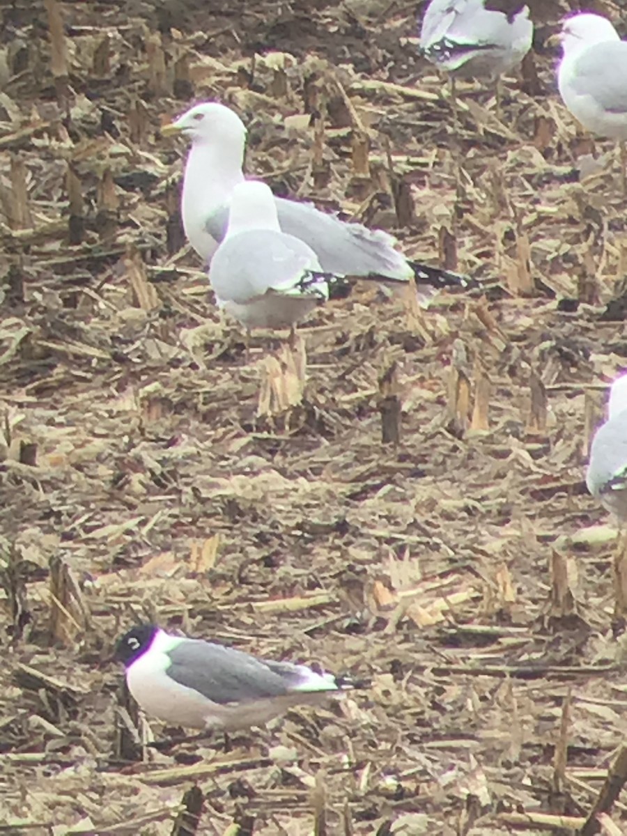 Franklin's Gull - ML319527561