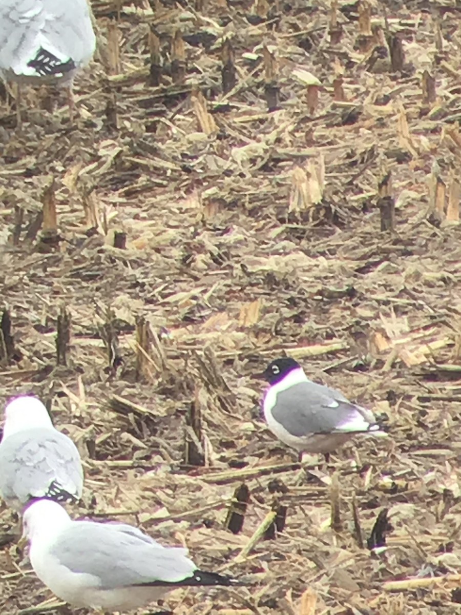 Franklin's Gull - ML319527571