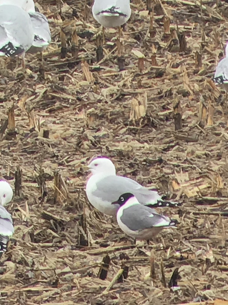 Franklin's Gull - ML319527581