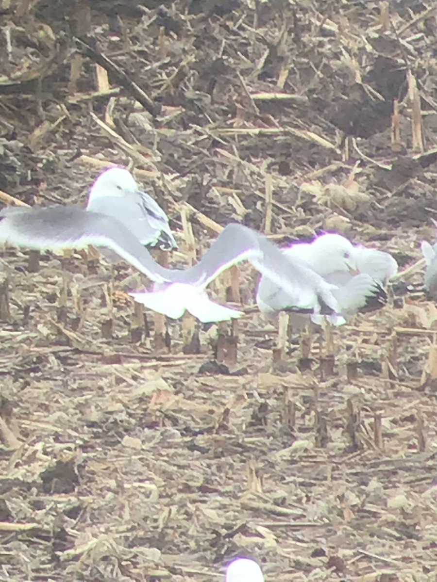 Franklin's Gull - ML319527591