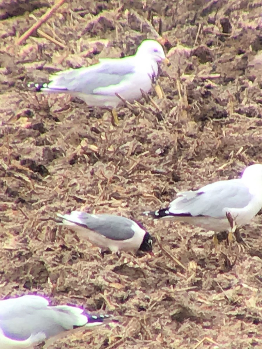 Franklin's Gull - Thomas Wood