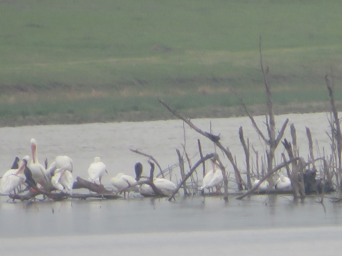 American White Pelican - ML319528321