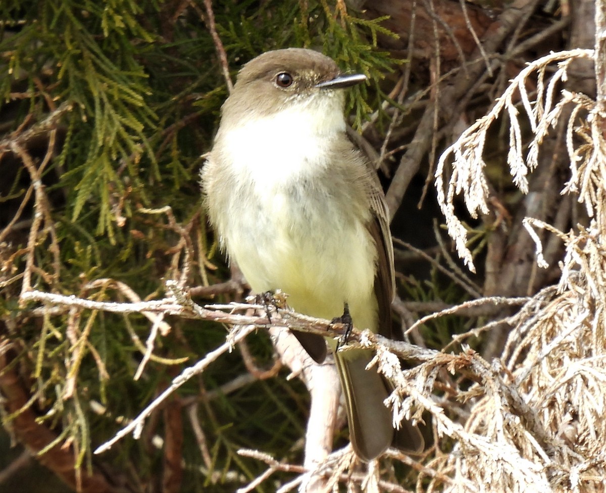 Eastern Phoebe - ML319528431