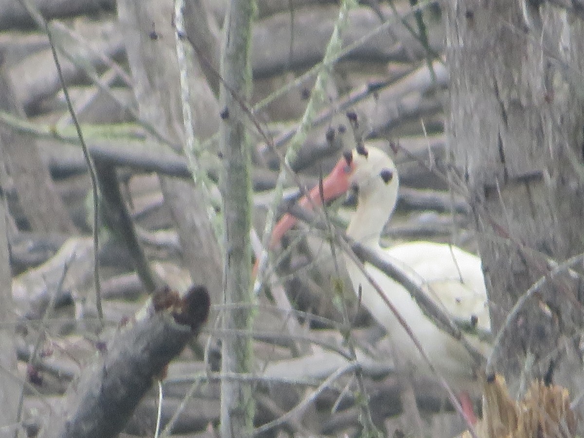 White Ibis - ML319528491