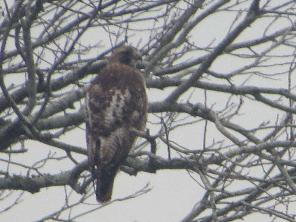 Red-tailed Hawk - ML319528591