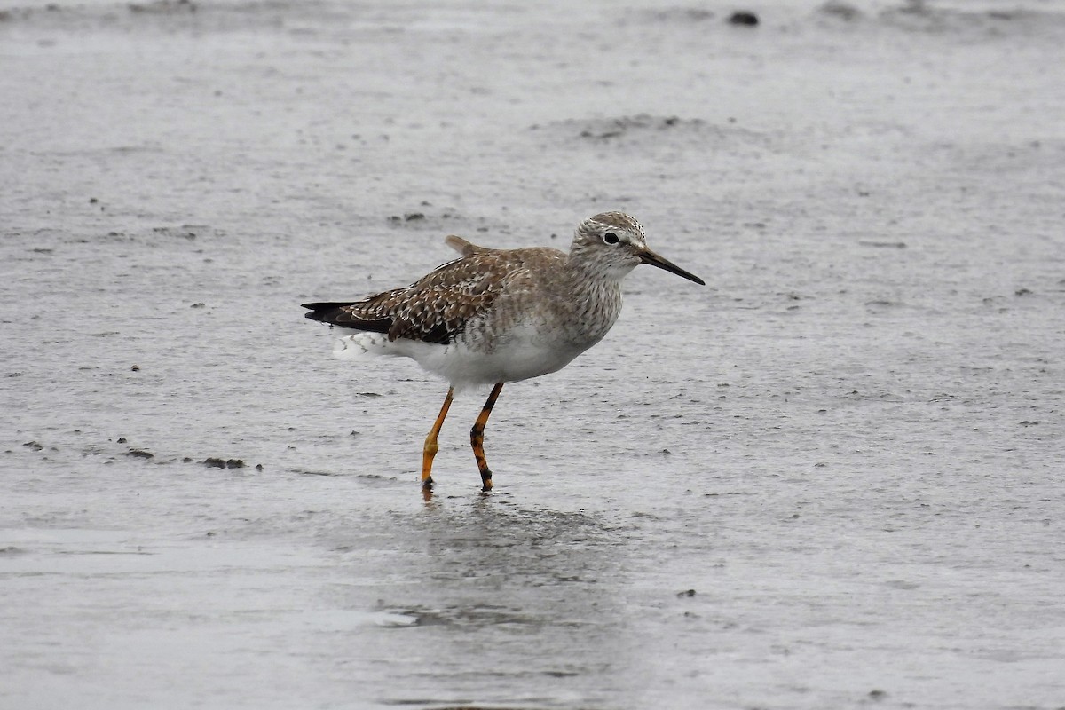 Lesser Yellowlegs - ML319529121