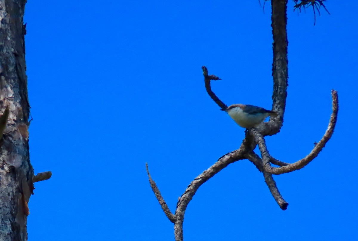 Brown-headed Nuthatch - ML319529181