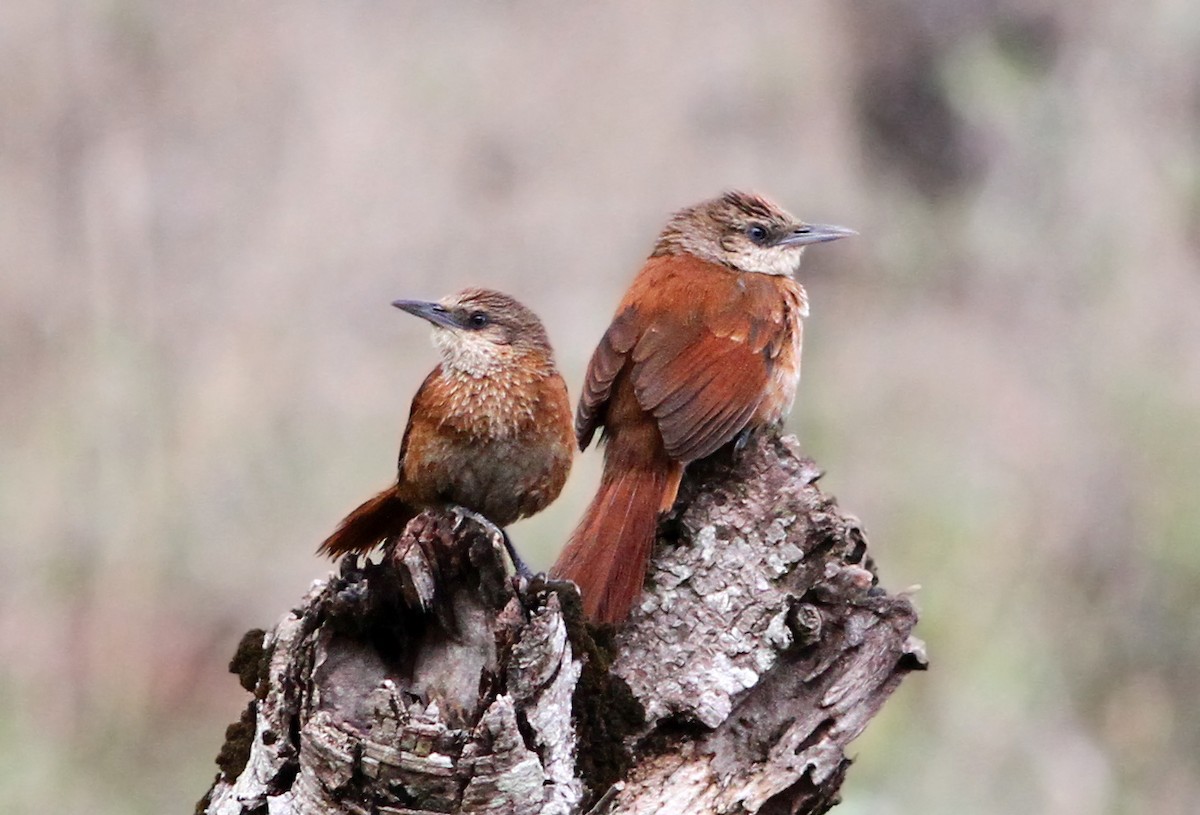 Chestnut-backed Thornbird - ML31952941