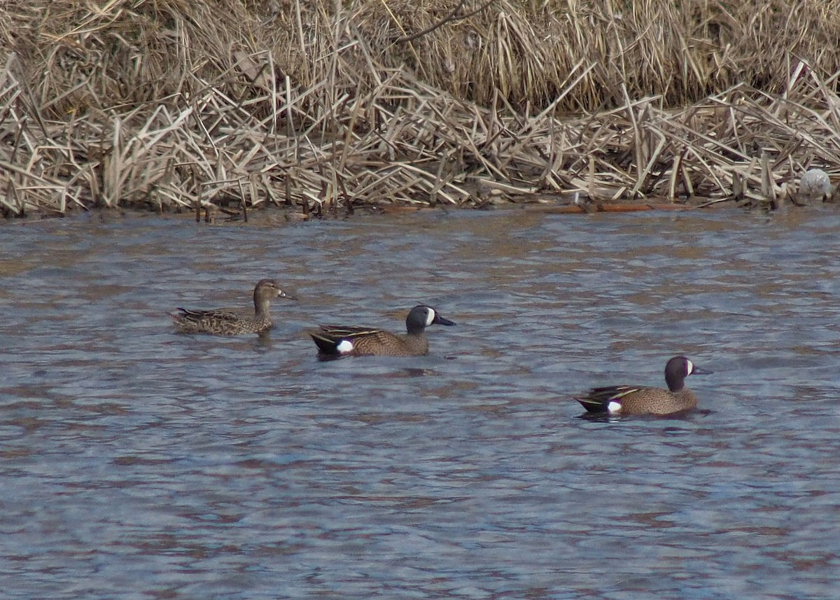 Blue-winged Teal - ML319530041