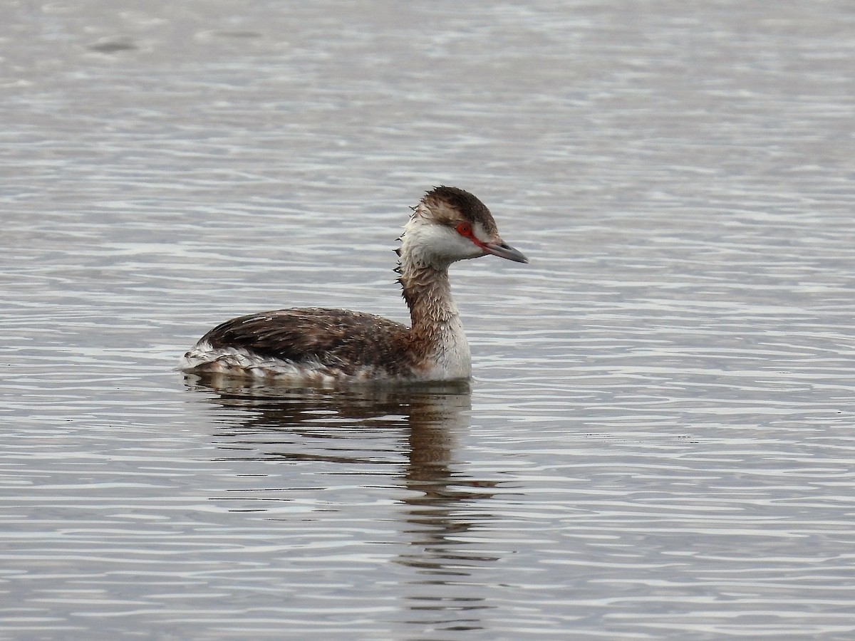 Horned Grebe - ML319530681