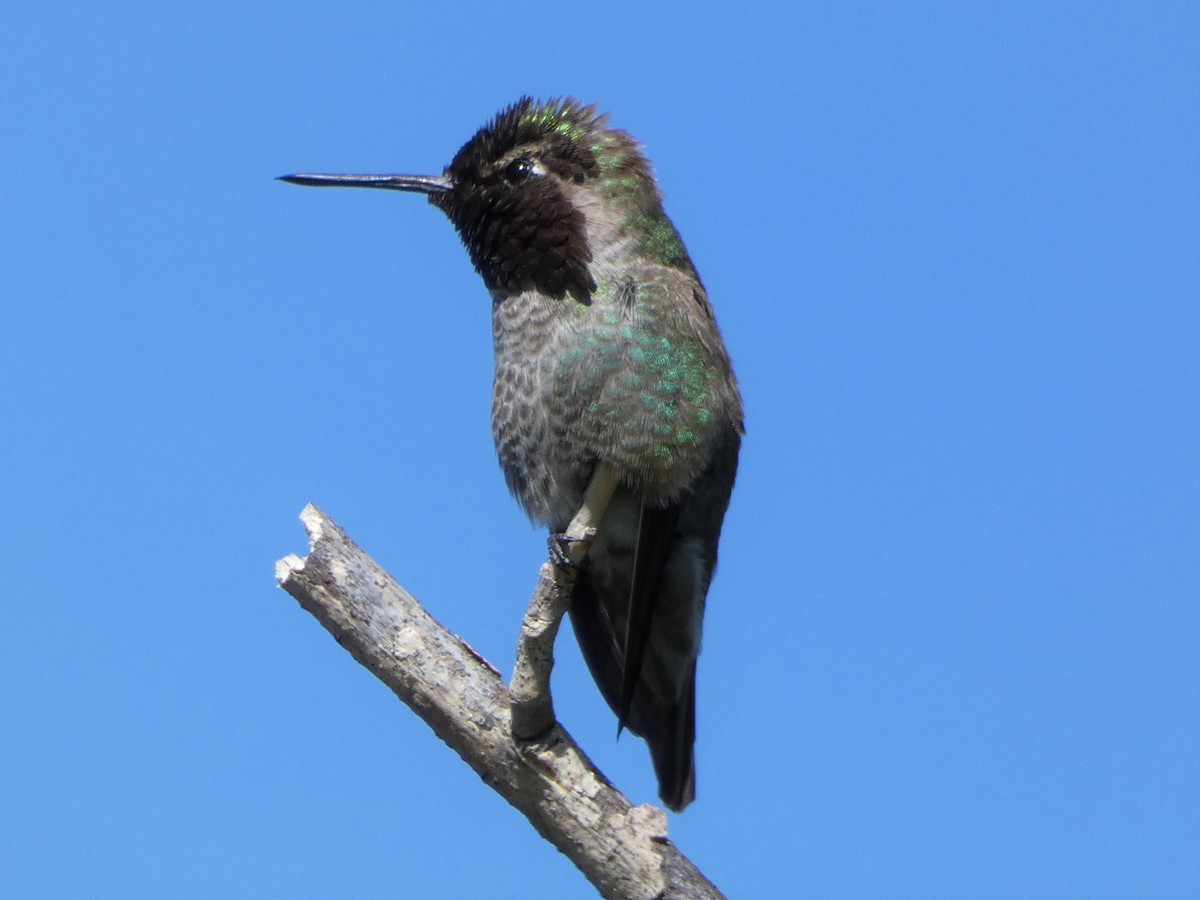 Anna's Hummingbird - ML319530751
