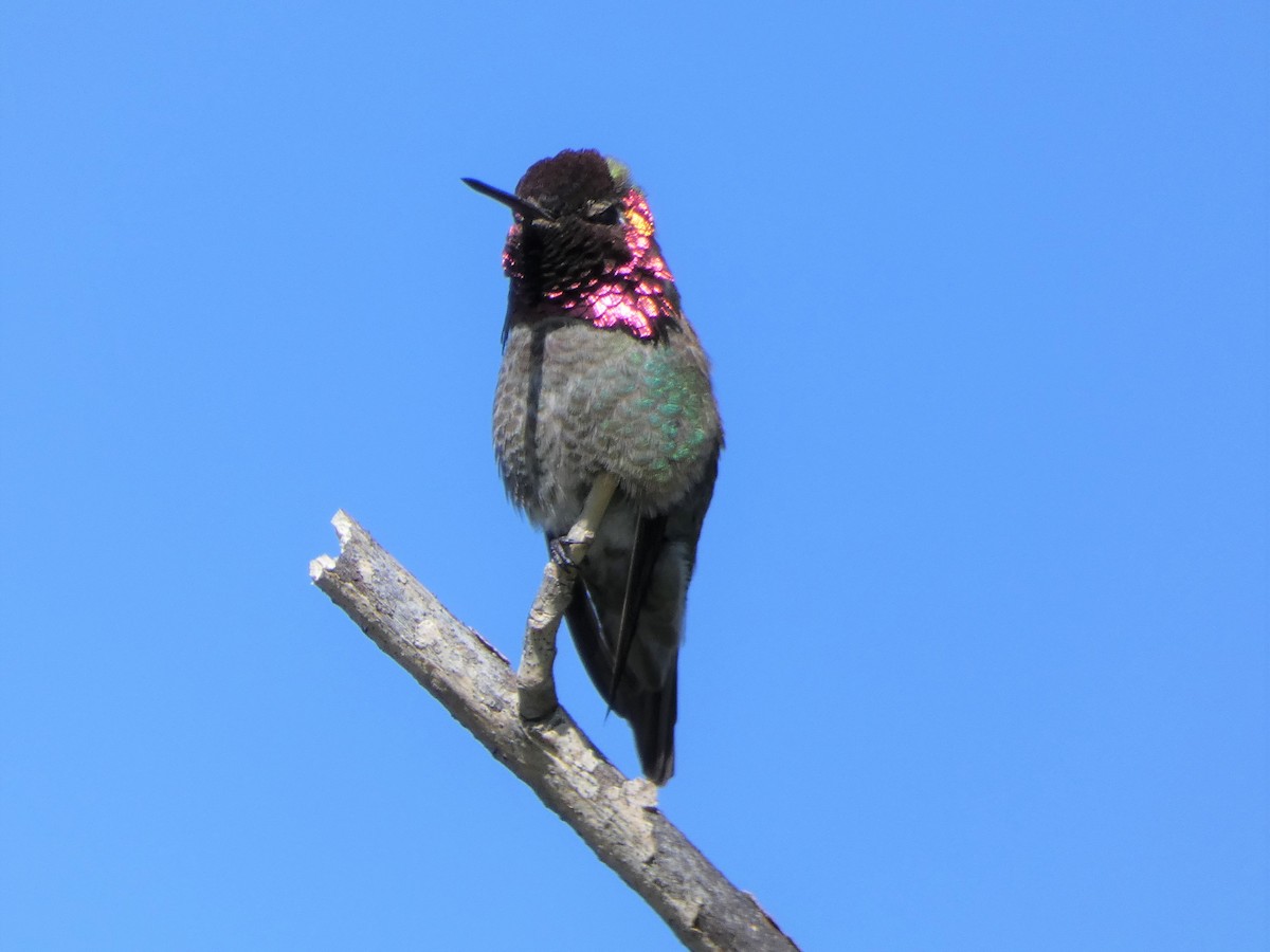 Anna's Hummingbird - ML319530761