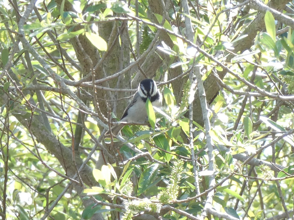 Mountain Chickadee - Kiandra Mitchell