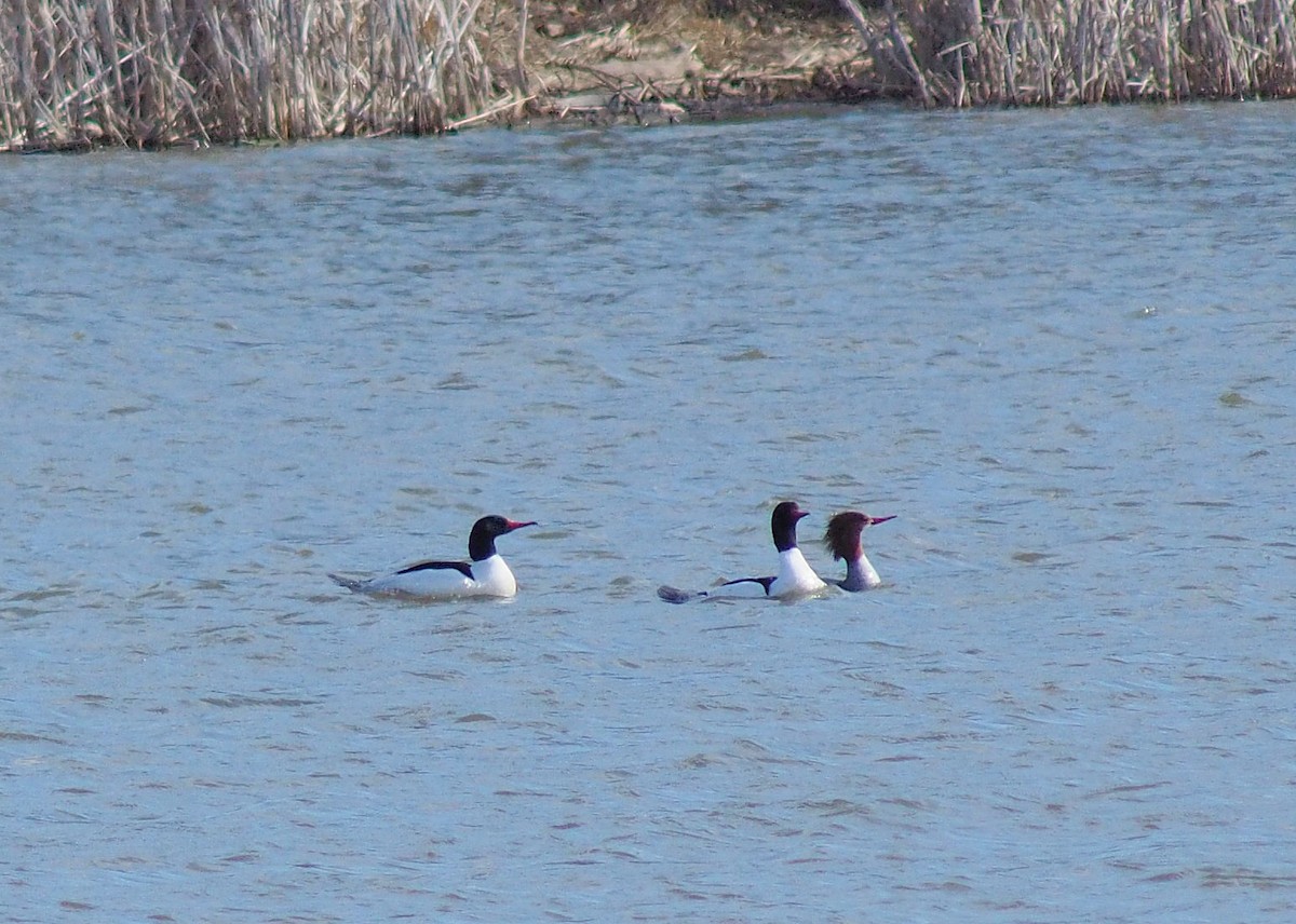 Common Merganser - ML319531171
