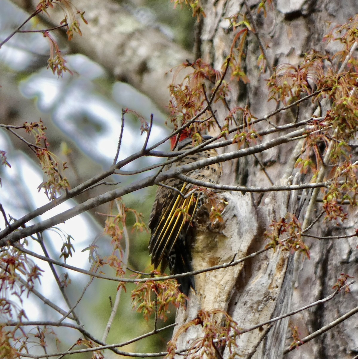 Northern Flicker - ML319531181