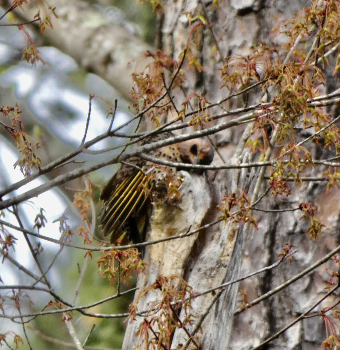 Northern Flicker - ML319531291