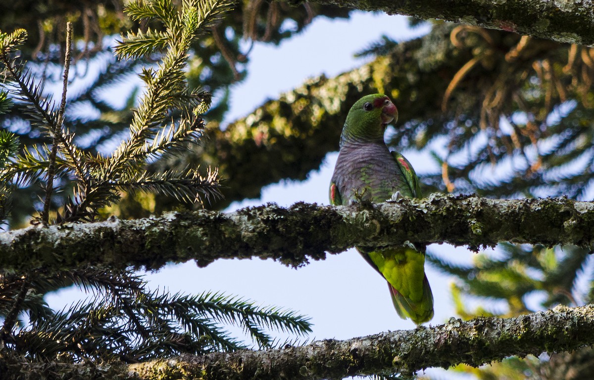 Vinaceous-breasted Parrot - Maiara Vissoto