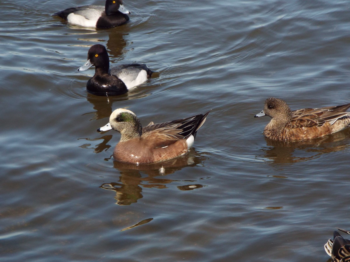 American Wigeon - Braeden Travers