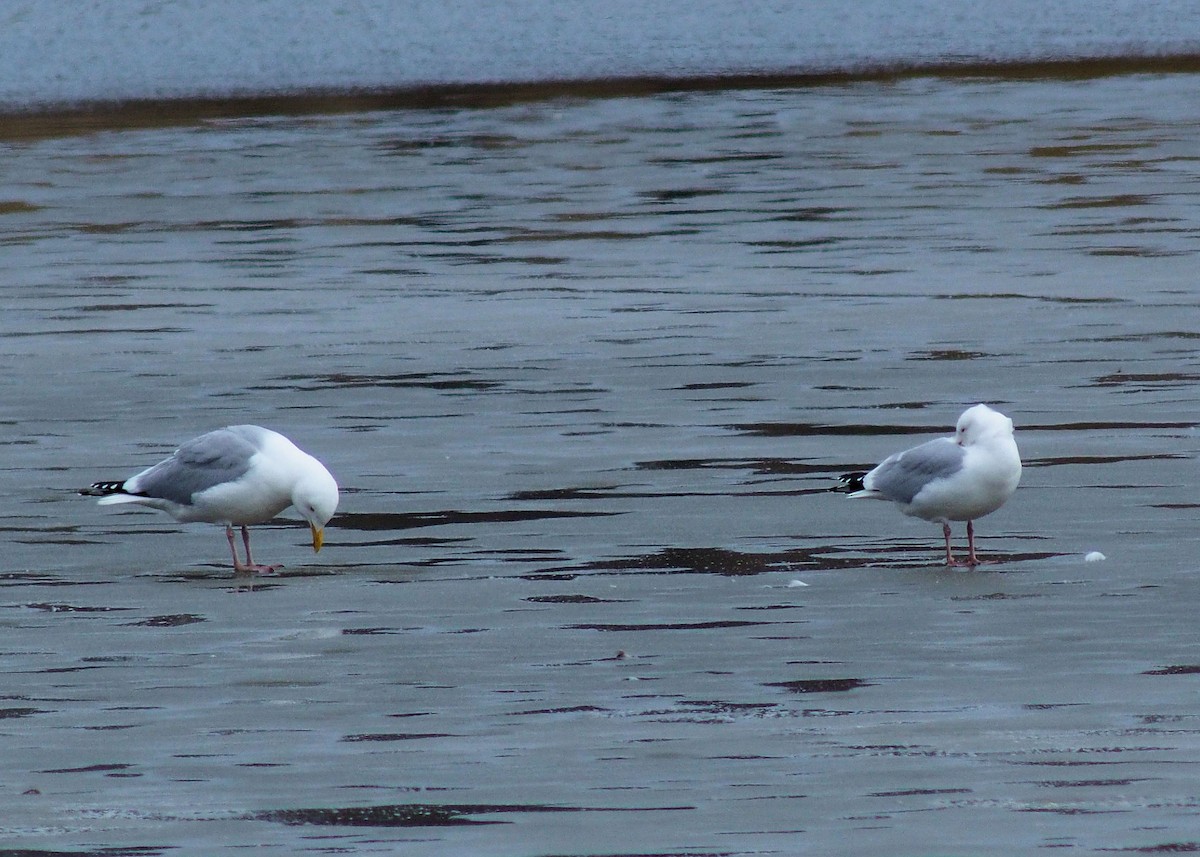 American Herring Gull - ML319531531