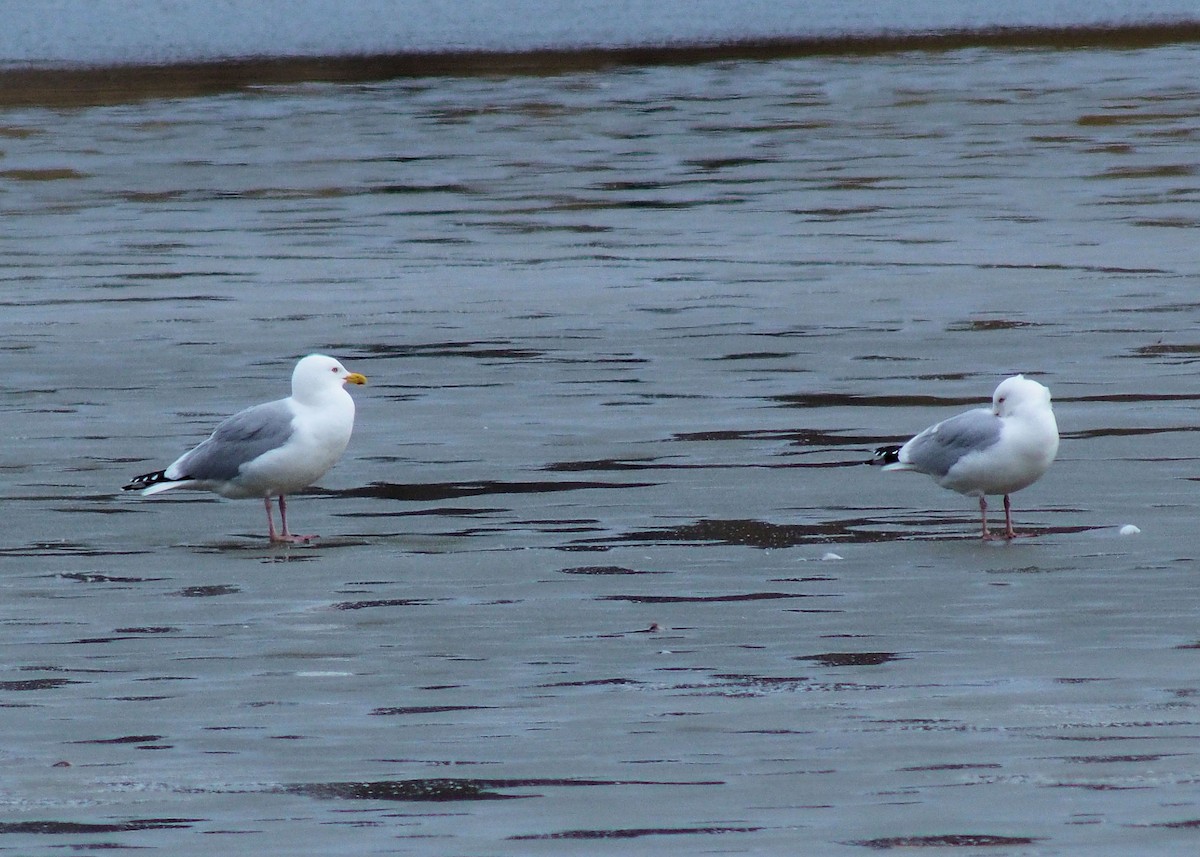 American Herring Gull - ML319531551