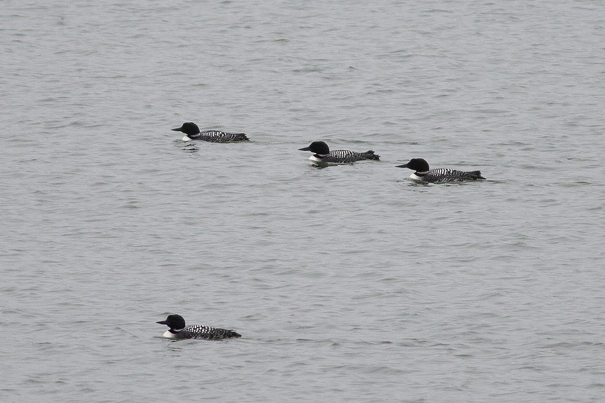 Common Loon - Martin Wall