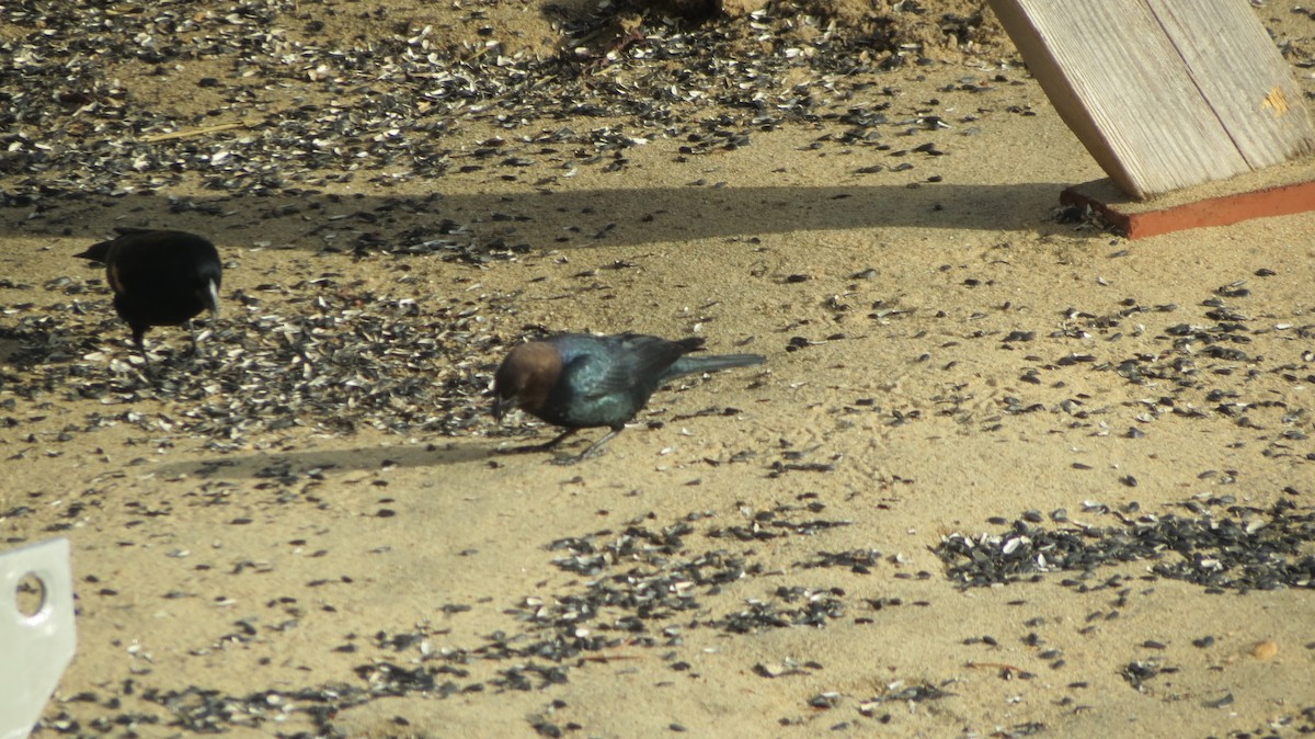 Brown-headed Cowbird - ML319535831