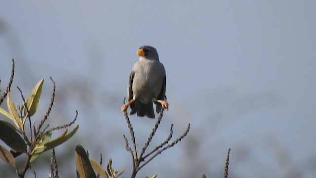 Cinereous Finch - ML319537471