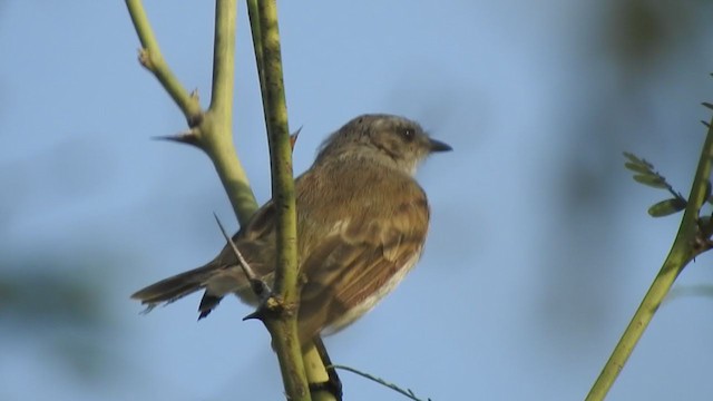 Tumbes Tyrannulet - ML319537821