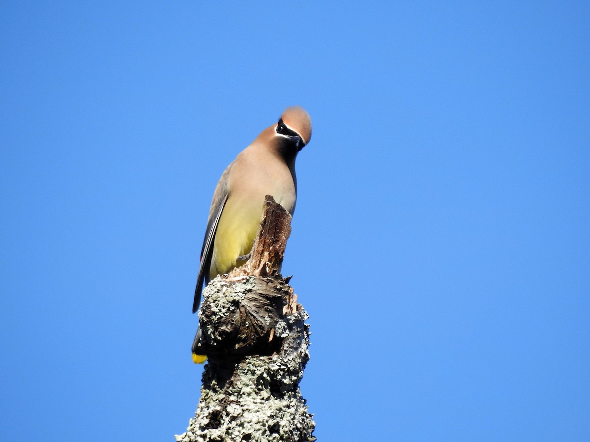 Cedar Waxwing - ML319537851