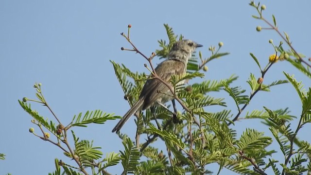 Tumbes Tyrannulet - ML319538111