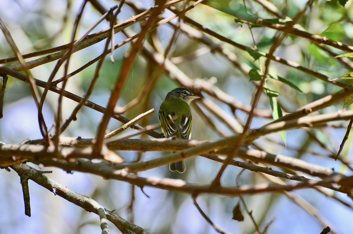 Yellow-olive Flatbill (asemus) - ML319541111