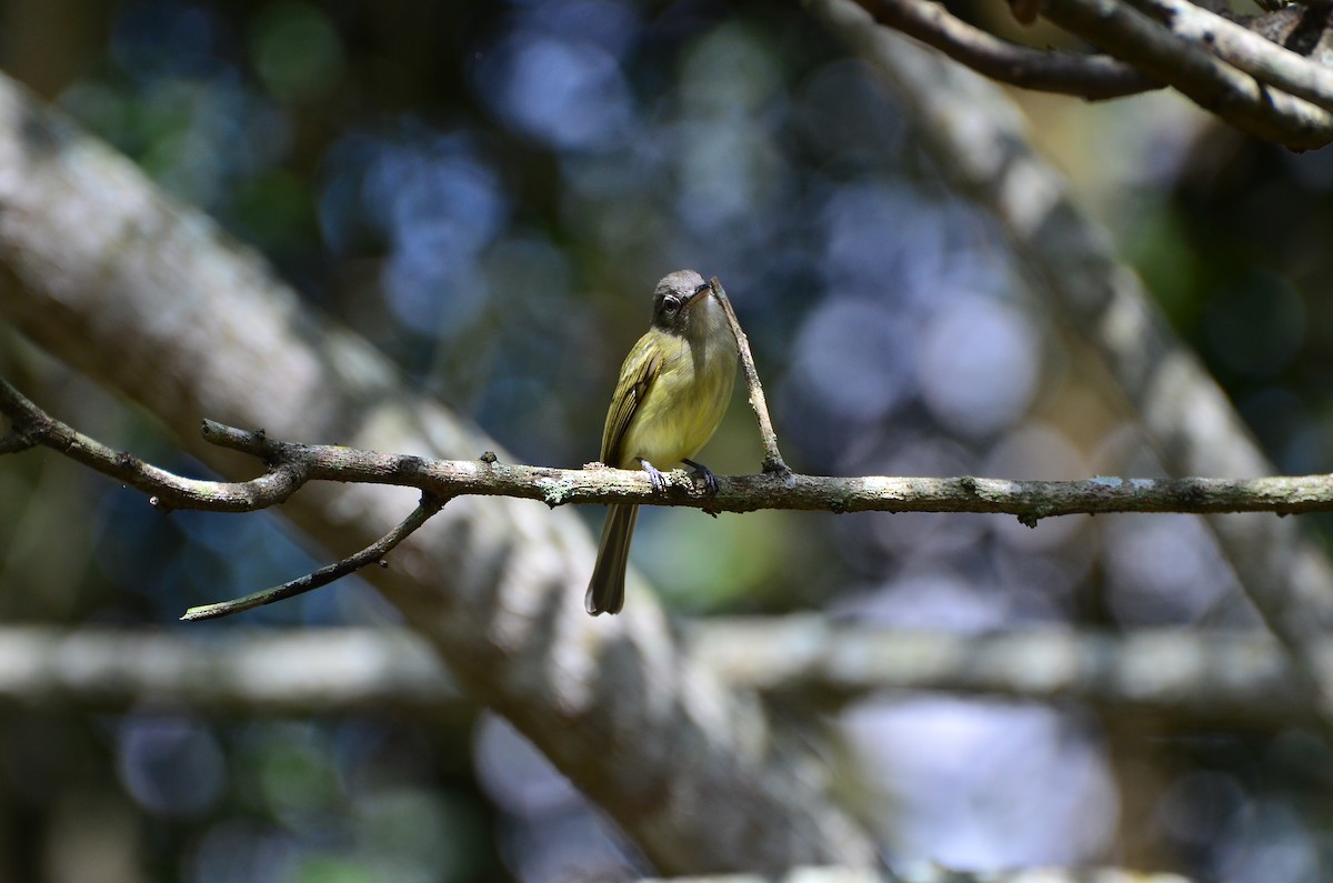 Yellow-olive Flatbill (asemus) - ML319541251